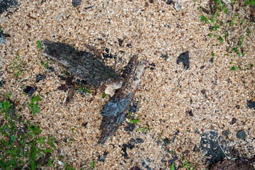 Small grains of saw cut wood scattered across the surface of the ground mixed with bark and a little green grass are a perfect image for the background of a design
