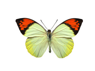 butterfly Hebomoia glaucippe sulphurea isolated on white background