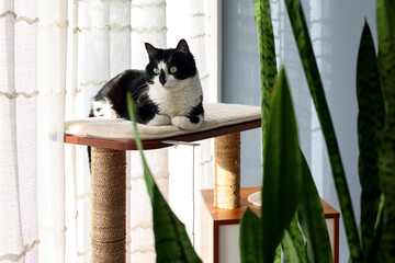 Black and White Cat Relaxing on a Cat Tree by the Window © Nataliya