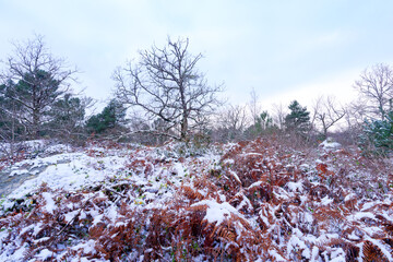 Denecourt path 16 in Trois pignons forest. Fontainebleau Massif