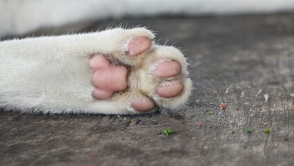Cat paws on the table.