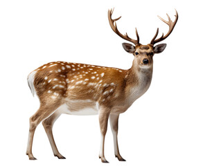 Majestic spotted deer with antlers stands proudly against a dark background