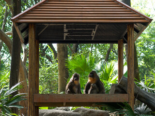 Monkeys in a Wooden Pavilion in the Forest © Dong