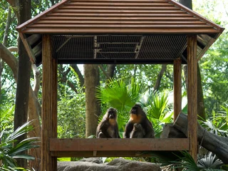 Gardinen Affe Monkeys in a Wooden Pavilion in the Forest  © Dong