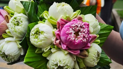 Pink lotus flowers for worshiping Buddha
