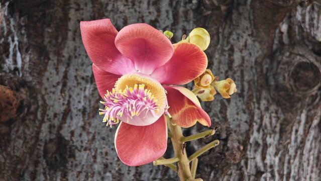 Cannonball tree, Shorea Robusta flower tree.
