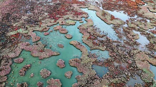 Cinematic aerial drone footage capturing winding blue water channels between orange autumn reeds in a remote marshland. High-resolution top-down perspective on unique wetland ecosystem patterns.