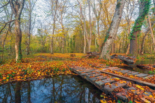 A wooden bridge across a small river in an autumn forest