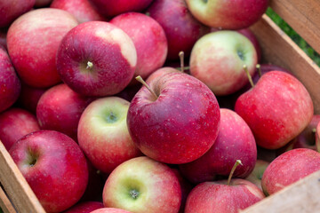 Crate full of red apples. Some of the apples are green. There ar
