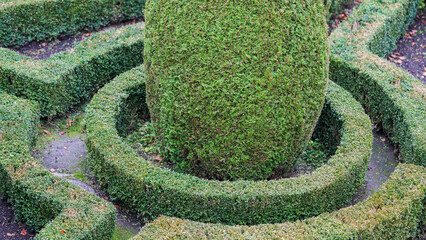 Garden. Shaped hedges. Hedge maze.