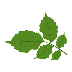 Flat Illustration of Peppermint Herbal Plant Leaves