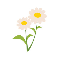 Flat Illustration of Chamomile Flower and Leaves