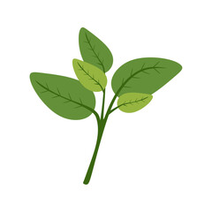 Flat Illustration of Fresh Basil Leaves for Cooking