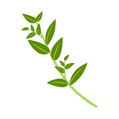 Flat Illustration of Thyme Herb Branch