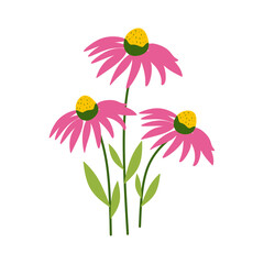 Flat Illustration of Echinacea Flower for Herbal Medicine