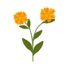 Flat Illustration of Calendula Flower for Herbal Cosmetic