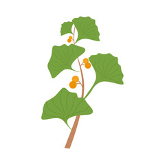 Flat Illustration of Ginkgo Biloba Leaf for Herbal Medicine