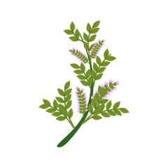 Flat Illustration of Licorice Root and Plant for Health