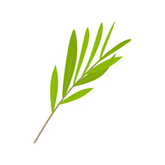 Flat Illustration of Tea Tree Branch for Essential Oil