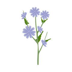 Flat Illustration of Chicory Flower and Root for Coffee