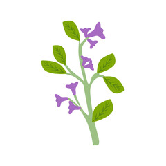 Flat Illustration of Pau d'Arco for Herbal Medicine