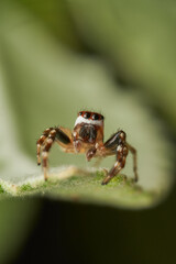Jumping spider with red mask on leaf