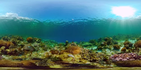 Gardinen Korallentiere The underwater world of coral reef with fishes at diving. Coral garden under water. Coral Reef Fish Scene. Philippines. 360 panorama VR  © Alex Traveler