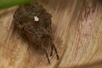 Macro view of spider on brown foliage