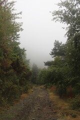 Obraz premium Nevoeiro no caminho