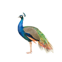 Obraz premium Watercolor painting of peafowl Isolated on white background