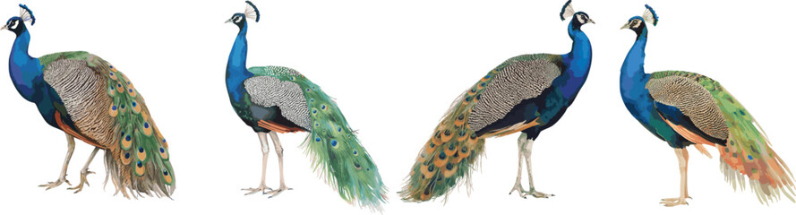 Obraz premium Watercolor painting of peafowl set Isolated on white background