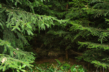 Fototapeta premium Close-up of Green Spruce Branches in a Forest