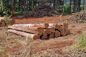 stack of logs
