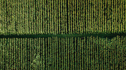bird's eye view of tall corn field with green agriculture pattern