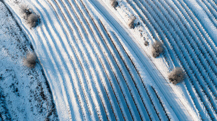 bird's eye view snow-covered vineyard in winter