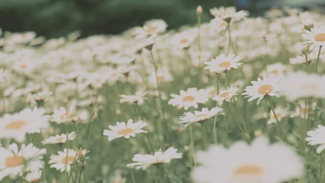 Wide view of blooming daisy flowers swaying gently in soft spring sunlight creating peaceful natural meadow atmosphere with white petals and green stems forming serene landscape concept for nature bea