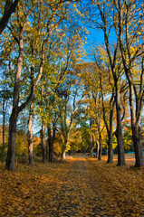 Fototapeta premium Jesienna leśna ścieżka ze złotymi liśćmi i błękitnym niebem w spokojnym parku. Drawieński Park Narodowy - Ostrowite.