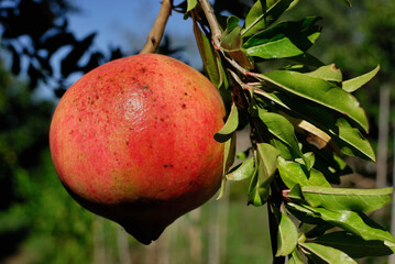 POMEGRANATE FRUIT ON THE TREE BRANCH