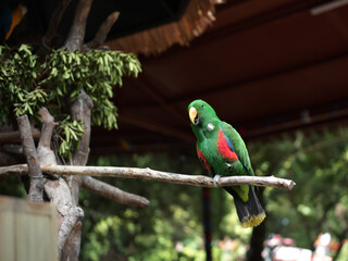 A Green Parrot Perched on a Branch
