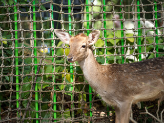 Deer by the Fence