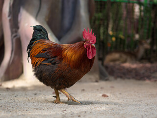 A Colorful Rooster Walking on the Ground