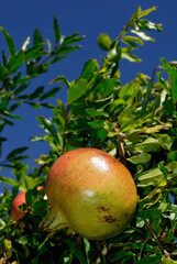 POMEGRANATE FRUIT ON THE TREE BRANCH