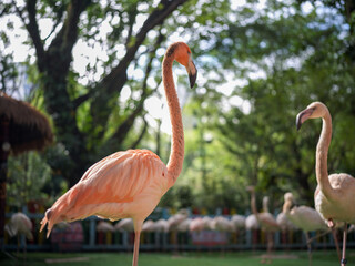 Flamingos in the Zoo
