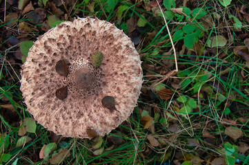 Duży, brązowy grzyb Czubajka Kania (Macrolepiota procera) o teksturowanym kapeluszu, rosnący wśród trawy i liści.