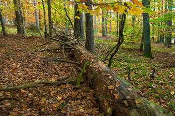 Jesienny widok lasu z powalonymi kłodami i liśćmi na ziemi w słońcu. Drawieński Park Narodowy - Ostrowite. © Pol Badger