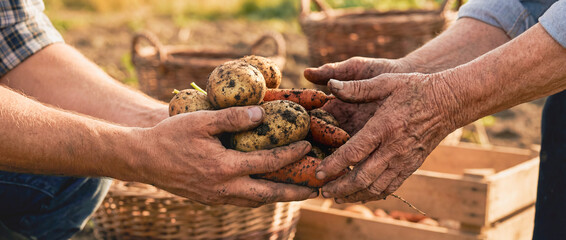 volunteer giving fresh vegetables potatoes to elderly woman hands farmer market food charity donation healthy nutrition hunger humanitarian aid support kindness community harvest meal sharing social