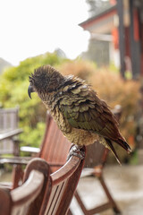 Colorful kea parrot posing in rainy landscape. Wild kea parrot in the Arthurs Pass, New Zealand. 