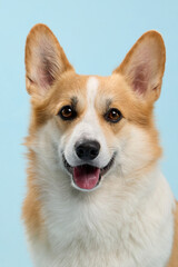 Portrait closeup of a Pembroke Welsh Corgi in front of pastel blue background. The dog is looking directly forward with a slight smile.