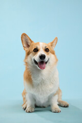 Pembroke Welsh Corgi sitting on blue background with bright expression and tongue out. Indoor setup with front-facing view.