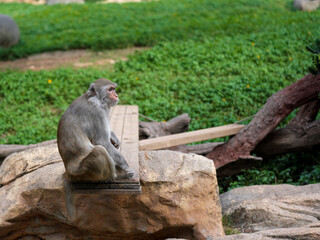 Monkey on the Rock